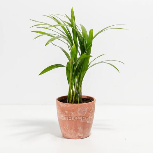 Areca Palm Plant Kit- Eco Pot- Small