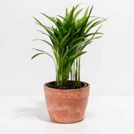 Lively Root Areca Palm Plant - Medium