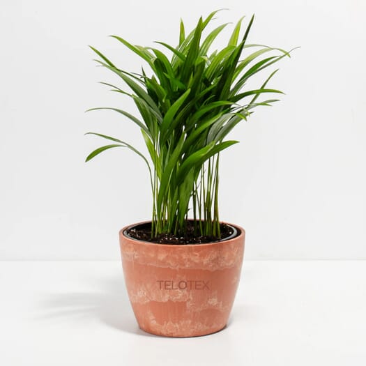 Areca Palm Plant Kit- Eco Pot- Medium