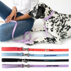 Springer Dog Leash