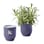 VIOLET HOUR/LAVENDER