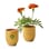 LAST LIGHT/MARIGOLD